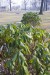 Zahrada_019